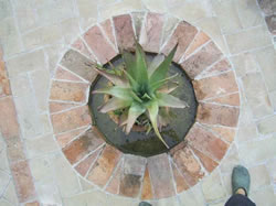 Aloevera Circle - Aloevera Compass - Aloevera Dei Venti